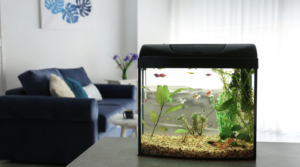 Fish tank